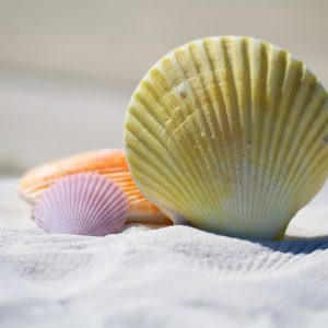 colorful shell